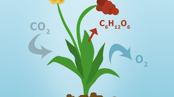 ¿Qué hacen los organismos y plantas para producir su propio alimento?
