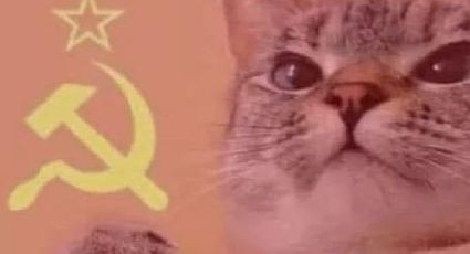 Yo y mi gato, los memes de michis socialistas