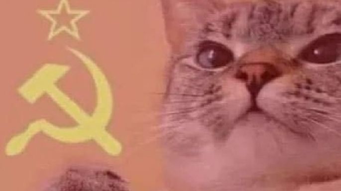 Yo y mi gato, los memes de michis socialistas