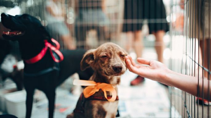 Animal DJ Fest: el festival virtual para adoptar perritos rescatados del Metro