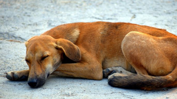 Requisitos para adoptar perros callejeros en la CDMX