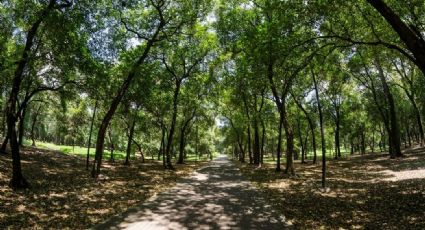 Bosque de Chapultepec: Semáforo naranja, ¿qué se puede hacer y qué no?