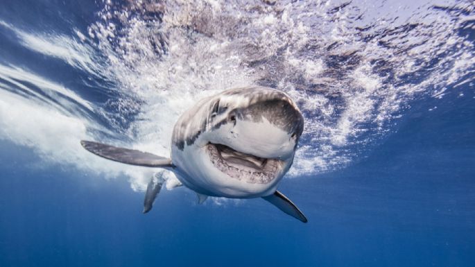 Tiburón "vuela" con sorprendente salto para capturar a su presa (VIDEO)