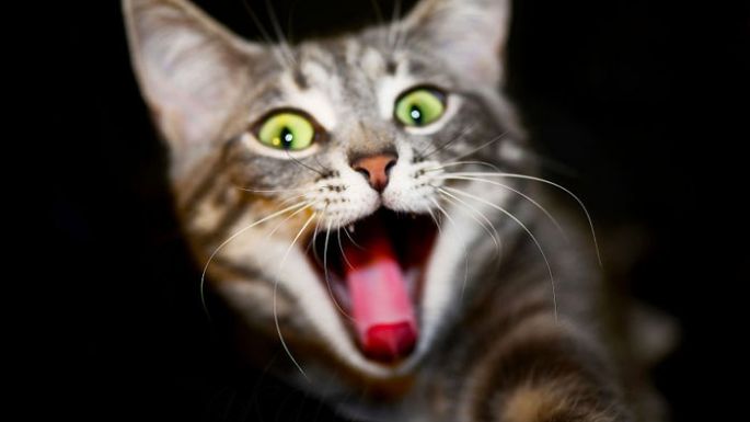 Día Internacional del Gato: cómo surgió y los mejores memes para festejarlo