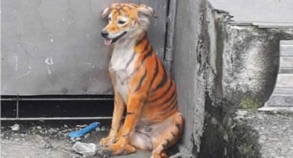 Perrito pintado como tigre levanta críticas por maltrato animal