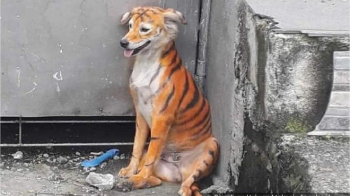 Perrito pintado como tigre levanta críticas por maltrato animal