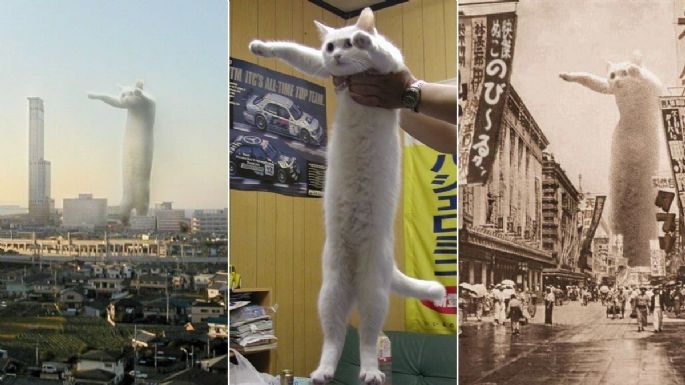 Muere Nobiko: el gato más largo del mundo y rey de los memes