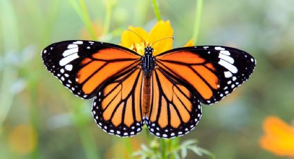 ¿Cual es la importancia de las mariposas?
