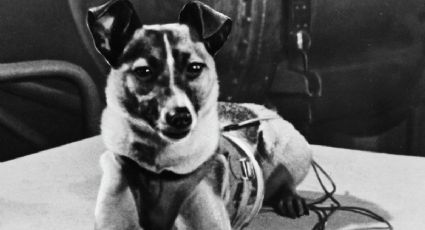 Laika, la perra que alcanzó el espacio hace 64 años
