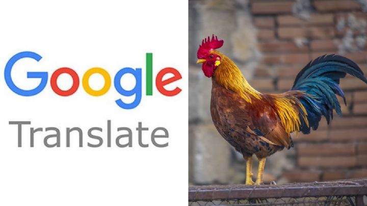 Así es el GRACIOSO sonido de la palabra "gallo" en el traductor de Google (VIDEO)