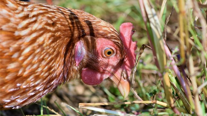 Survivor México 2021: ¿Qué pasará con la gallina Petunia después de la competencia?