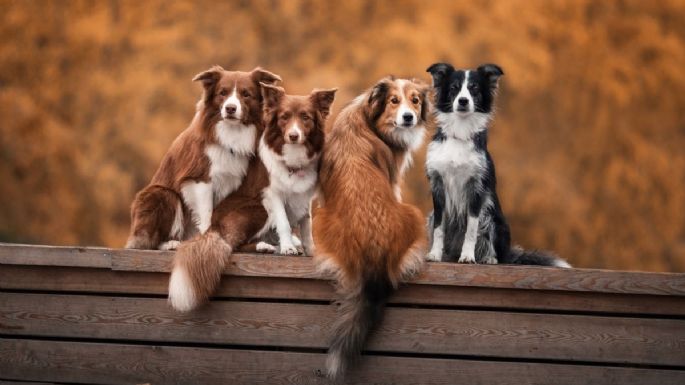 ¿Qué raza de perro eres según tu signo zodiacal?