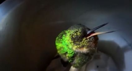 El verdadero significado del colibrí roncando captado en VIDEO es realmente deprimente