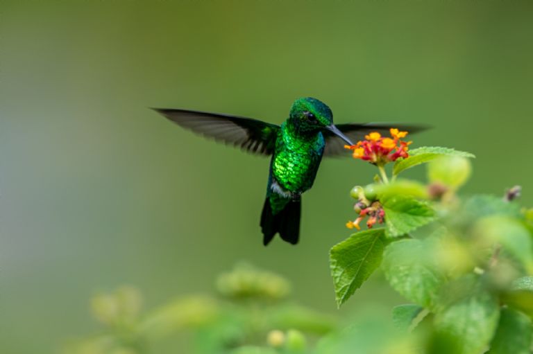 colibri-video-roncando-significado