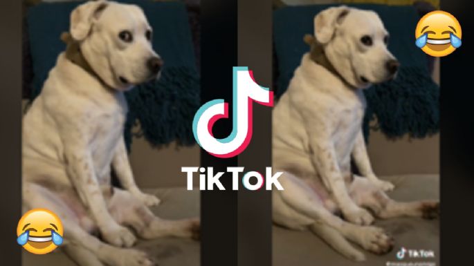 Perro se vuelve viral en TikTok por molestarse cuando suena Mi Bebito Fiu Fiu | VIDEO