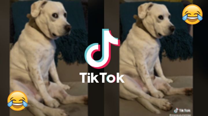 Perro se vuelve viral en TikTok por molestarse cuando suena Mi Bebito Fiu Fiu | VIDEO