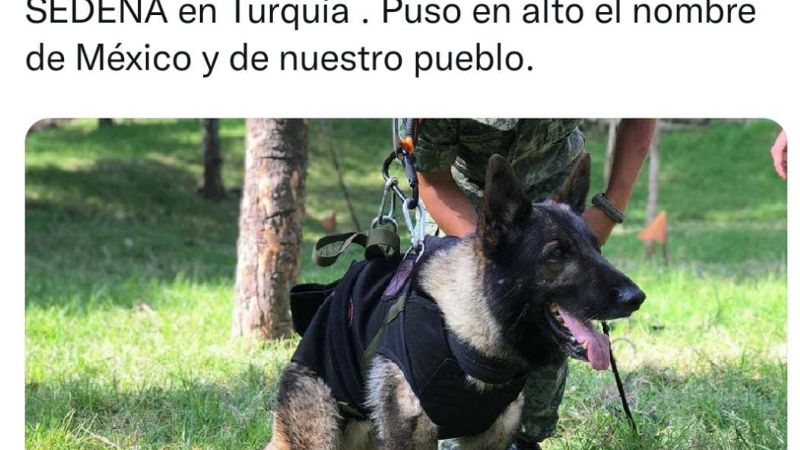 ¿Qué le pasó a Proteo? Muere perro rescatista mexicano que ayudaba en Turquía