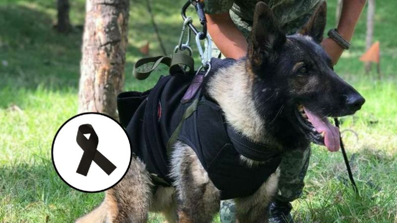 ¿Qué le pasó a Proteo? Muere perro rescatista mexicano que ayudaba en Turquía