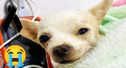 Mundo triste: murió Pinky, el perrito chihuahua que hirieron al defender su casa de ladrón