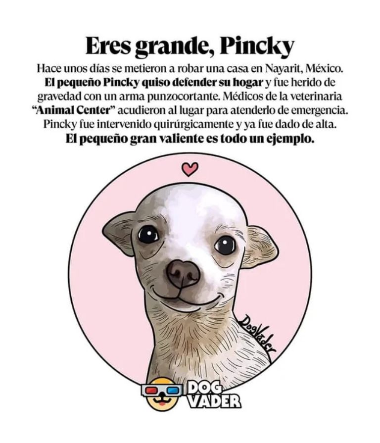Muere Pinky, el perrito chihuahua que defendió su casa