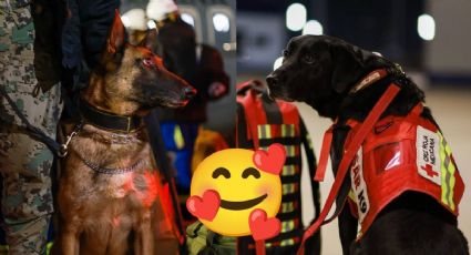 México presenta a los perritos del escuadrón de rescate canino que envió a Turquía y son adorables