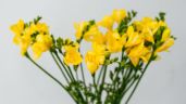 ¿Por qué el 21 de marzo se dan flores amarillas?