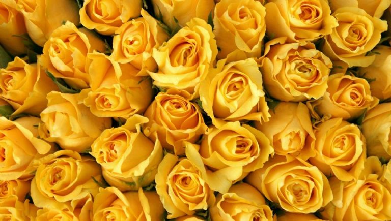 flores amarillas significado