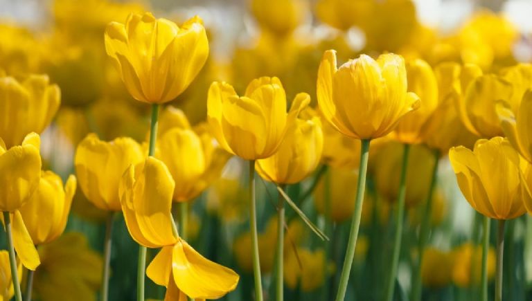 21 de marzo viral flores amarillas