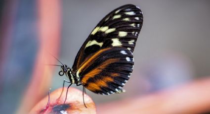 ¿Qué significa que una mariposa visite tu casa?