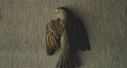 ¿Qué significa encontrar un pájaro muerto en tu casa?
