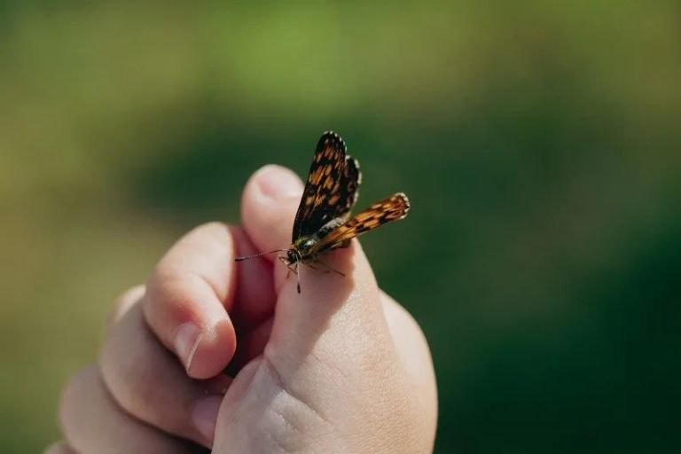 La mariposa al posarse crea un momento único y simbólico
