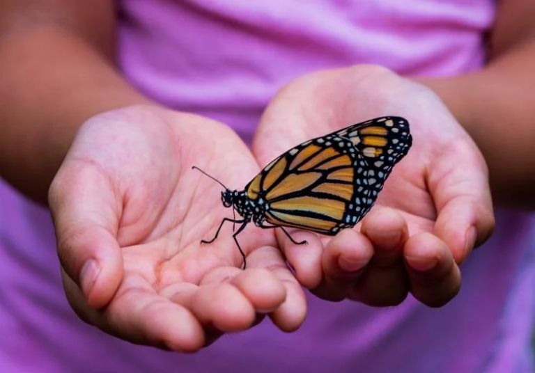  El significado de una mariposa que se posa refleja buena fortuna