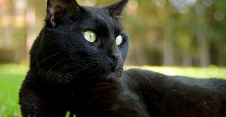 gato negro de la mala suerte