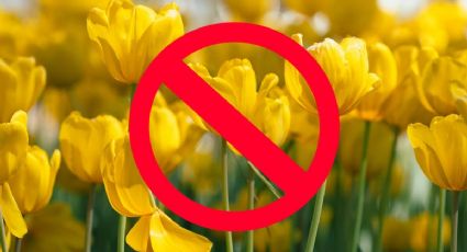 ¿Por qué no debes regalar flores amarillas el 14 de febrero?