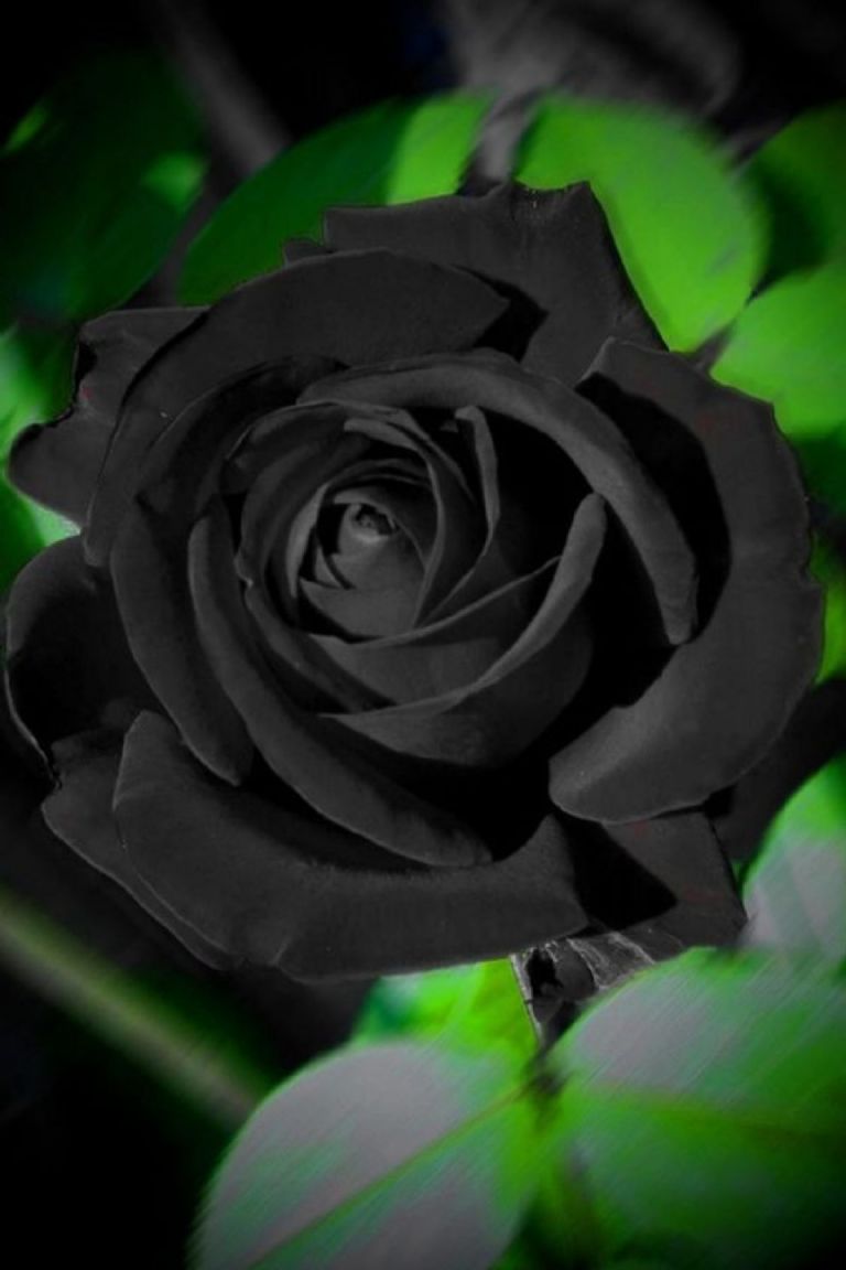 Cuál es el significado que me regalen una rosa negra