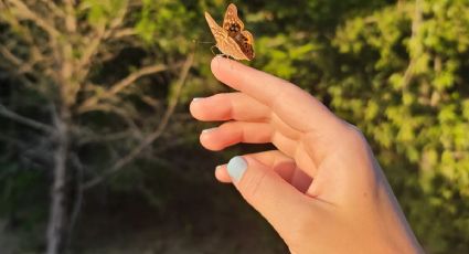 ¿Qué significa que una mariposa se pose en ti?