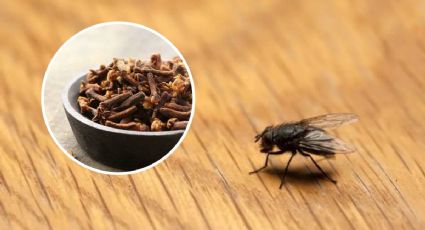 ¿Cómo alejar las moscas de tu casa en tiempos de calor con clavo de olor?
