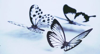 El significado que nadie conoce sobre que una mariposa se te acerque