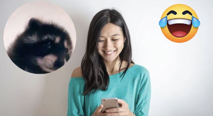 ¿Cómo poner al mapache Pedro de foto de perfil en WhatsApp paso a paso?