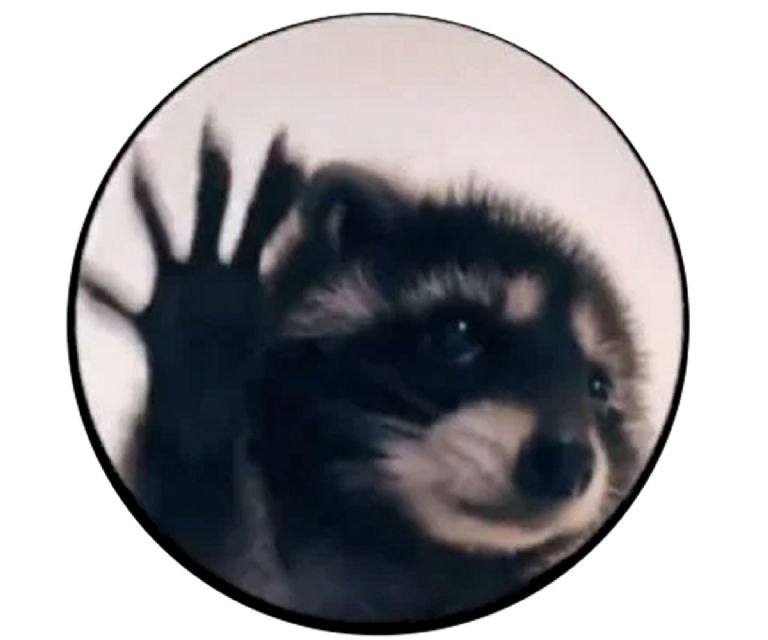 Foto de perfil de WhatsApp del mapache Pedro