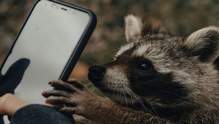 tutorial para poner la imagen del mapache pedro en tu smartwatch