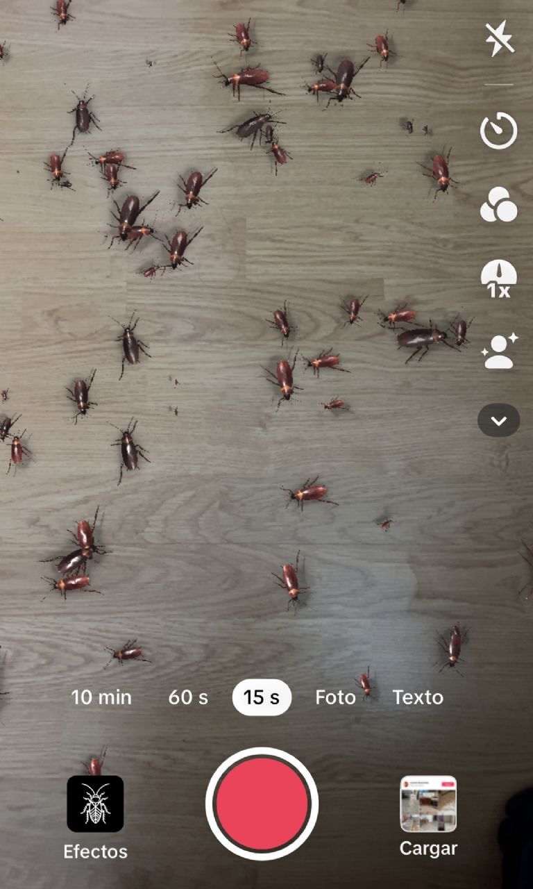Filtro de TikTok para ver cucarachas en tu casa