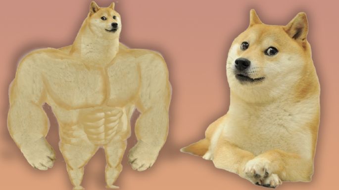 Murió Kabosu, la perrita de los memes Doge: ¿qué le pasó y cuántos años tenía?