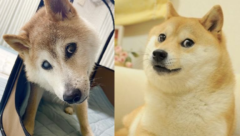 Kabosu perrita del meme viral Doge muere a los 18 años