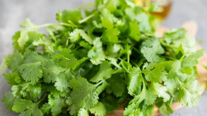 Precio del cilantro HOY 22 de junio en Walmart y la Central de Abastos | Por manojo y por kilo