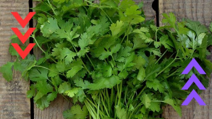 Precio del cilantro en México hoy 24 de junio | Por manojo y por kilo