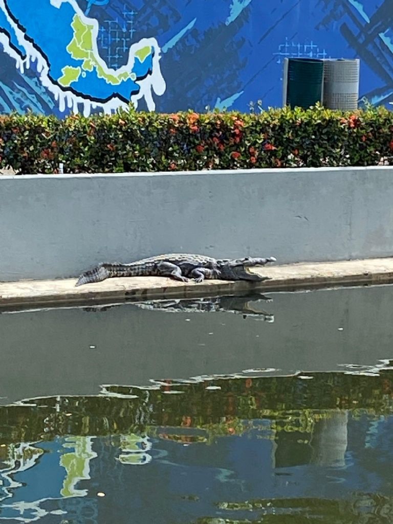 Cocodrilos son vistos en las calles de Tampico