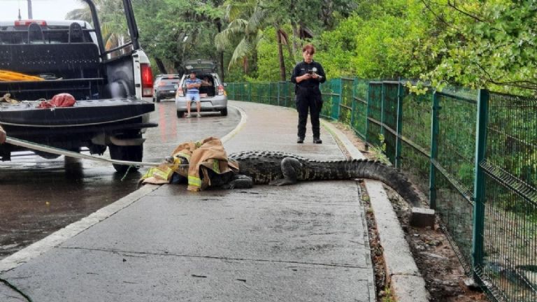 Aparecen cocodrilos en las calles de Tampico por las lluvias