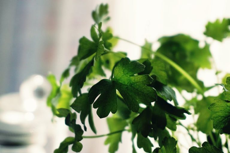 Precio del cilantro en Walmart y Central de Abastos