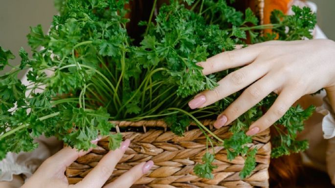 Precio del cilantro en México hoy 26 de junio | Por manojo y por kilo